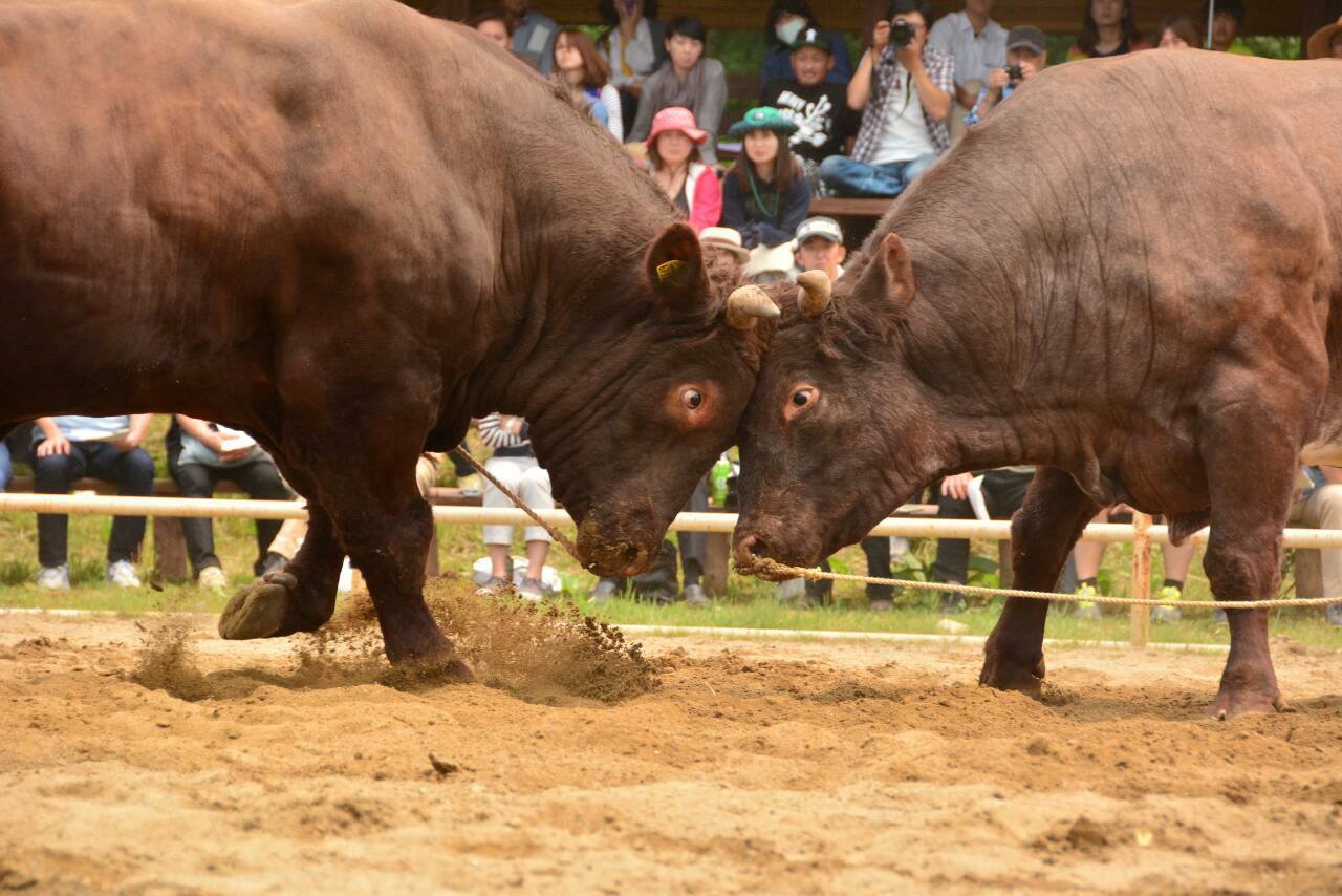 いわて平庭高原闘牛の起源と地元の取り組み